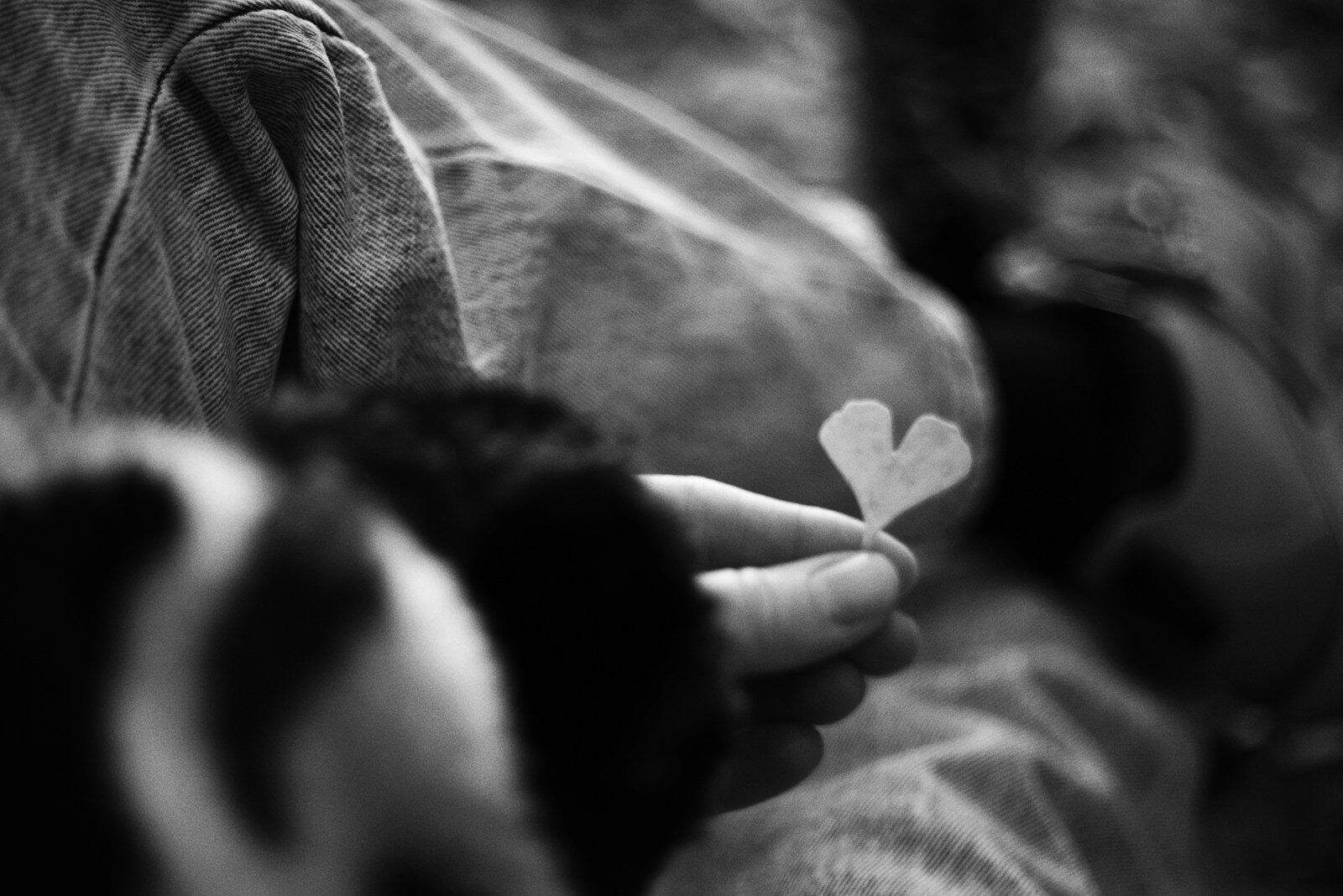 Person holding a small heart-shaped leaf near a dog.