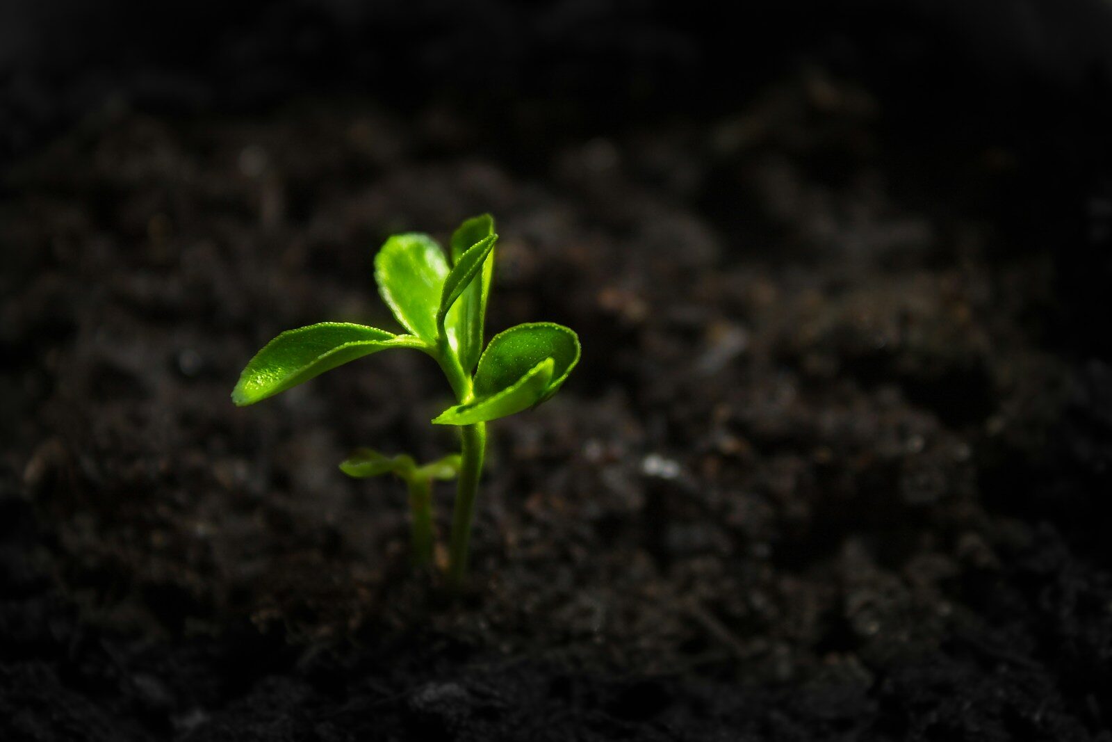 a small green plant sprouting out of the ground